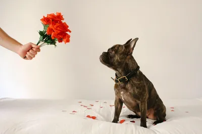 Собака с цветком в зубах - 68 фото