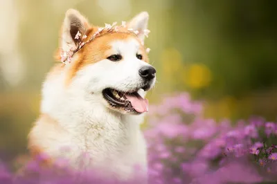 Коричневый цвет собаки, представляющих с цветами на фоне светлых цветов  Стоковое Изображение - изображение насчитывающей свет, полюблено: 183230753