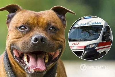 На мою свекровь напали две собаки бойцовской породы стафф-терьер -  24krasnodar.ru