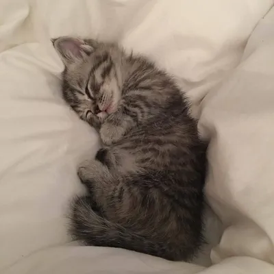 Картинки спящих котят фотографии