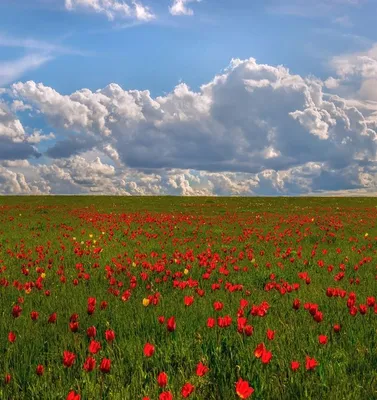 Степь полная цветов! Цветут тюльпаны в степи Калмыкии. The steppe is full  of flowers! Flowers of tulips in th… | Landscape, Landscape photography,  World best photos