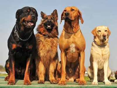 Картинки сторожевых собак фотографии
