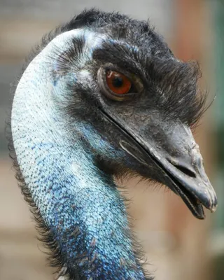 Страус страуса head стоковое изображение. изображение насчитывающей одичало  - 42848287