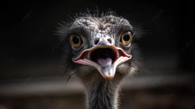Портрет страуса эму | Пикабу