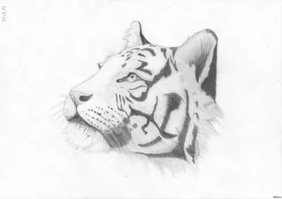 Голова тигра рисунок карандашом» — создано в Шедевруме