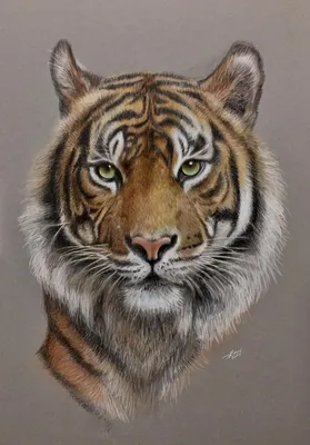 Рисунок тигра для срисовки по этапно (38 шт)