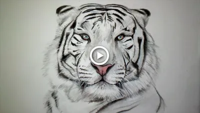 Картинки тигра для срисовки карандашом - красивые и прикольные