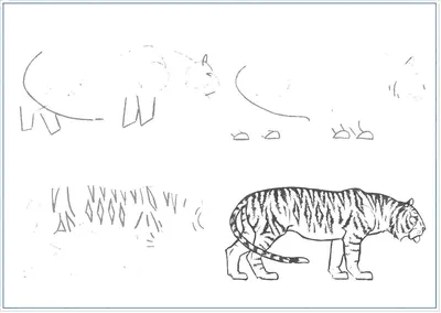 Рисунок тигра легко и красиво поэтапно (49 фото) » рисунки для срисовки на  Газ-квас.ком