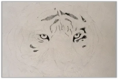 Как нарисовать тигра. Рисуем простым карандашом - YouTube