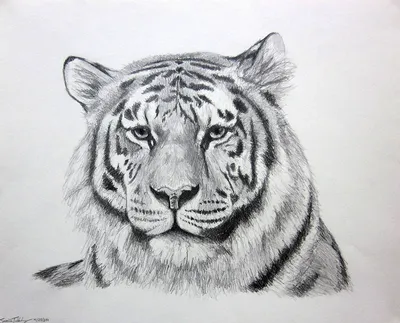 Как нарисовать тату тигра карандашом поэтапно | Нарисованное тату, Тату  готов, Тигр