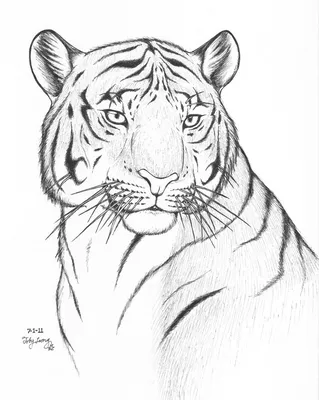 Рисунки тигра для срисовки - 78 фото