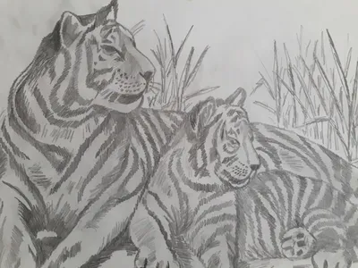 Голова тигра рисунок легкий - 68 фото