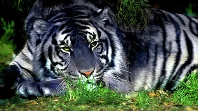Картинки тигра фотографии
