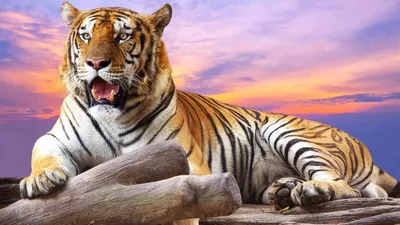 Живые обои тигры на телефон - 66 фото