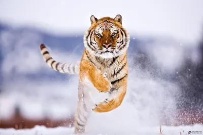 Обои на телефон: Тигры, Животные, Снег, 22876 скачать картинку бесплатно.