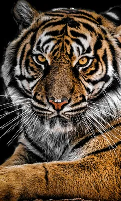 Картинки тигров на телефон фотографии