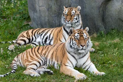 Обои на телефон: Большая Кошка, Тигры, Хищник, Тигр, Животные, 98397  скачать картинку бесплатно.