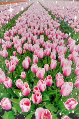 Розовые тюльпаны скачать фото обои для рабочего стола (картинка 5 из 10)
