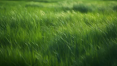 фиолетовая трава цветок, среди зеленой травы Stock Photo | Adobe Stock