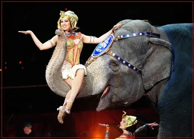 Картинки цирковых животных фотографии