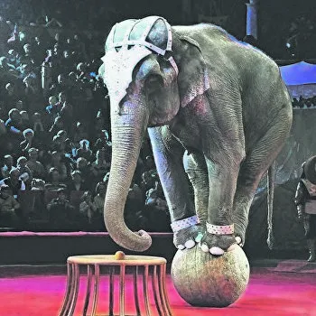 Status Quo: Животные в цирке. За и против - Рамблер/новости