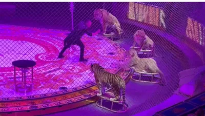 Специалисты прокомментировали законопроект о запрете животных в цирках |  Вести Татарстан