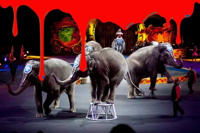 Почему почти во всей Европе уже нельзя увидеть животных в цирке | Портал  «Европульс»