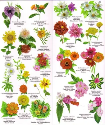 Мария (создаю цветы из глины) on Instagram: “Приятный сувенир на выпускной  для воспитателей детского сада😊 ~ Мы, кстати… | Цветы из глины, Цветы,  Поделки из цветов