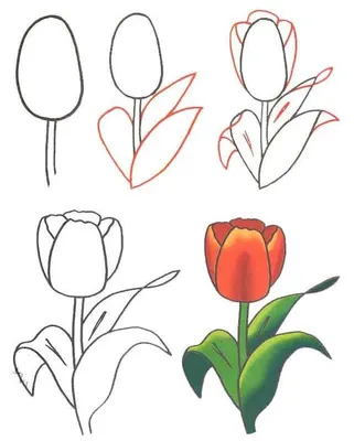 Рисунки цветов для срисовки карандашами и красками для детей.