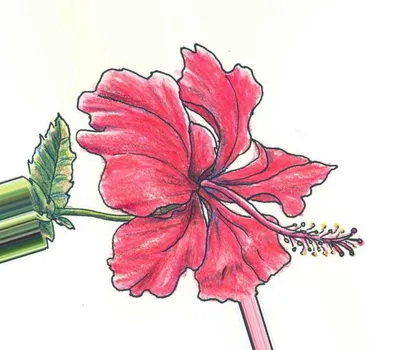 Рисунки для срисовки цветочки - 31 фото