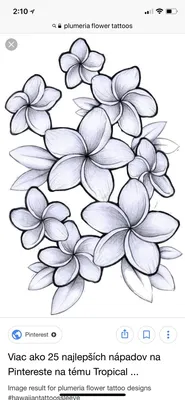 Рисунки цветов для срисовки (30 картинок)
