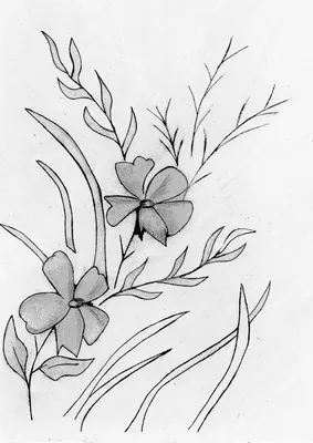 Рисунки цветы для срисовки: красивые картинки цветов карандашами и  фломастерами