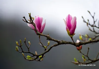 Фотообои Весенние цветы купить на стену • Эко Обои