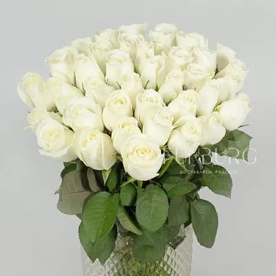 Картинки цветы белые розы фотографии