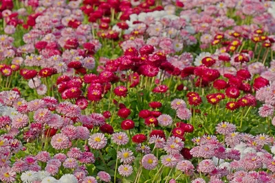 Маргаритки в горшке - Искусственные цветы - Каталог - Эдельвейс