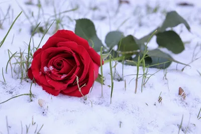 роза на снегу... :: Андрей Гр – Социальная сеть ФотоКто