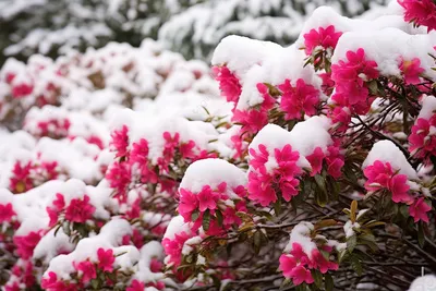 Картинки цветы на снегу фотографии