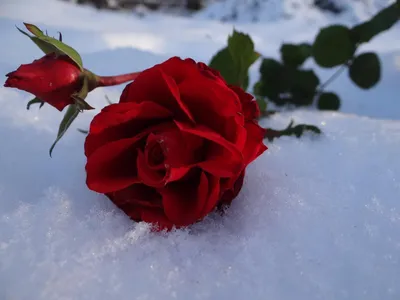 Цветы в снегу: в Ярославской области люди стали свидетелями майской зимы-  Яррег - новости Ярославской области