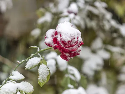 Онлайн пазл «Роза в снегу»