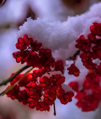 цветок в снегу с ярким солнцем сияющим на них, одинокий цветок,  распустившийся зимой, сияет на солнце фон картинки и Фото для бесплатной  загрузки