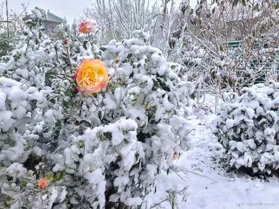 Розы на снегу ~ Открытка (плейкаст)