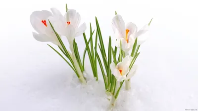 Скачать обои цветы, снег, весна, крокусы, flowers разрешение 2560x1440  #159851