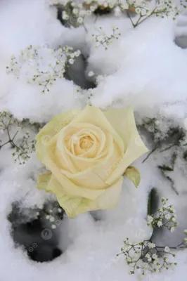 Две Красные Розы В Снегу Символ - Бесплатное фото на Pixabay - Pixabay