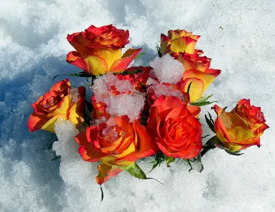 Валенки Цветы на снегу