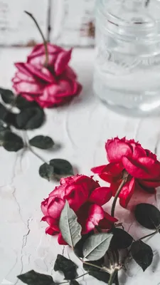 Розы обои на телефон красивые. | Цветы заставки на телефон. | Постила