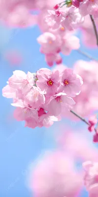 Телефон обоев идеи моды. Белые полевые цветы расцветают фон Стоковое  Изображение - изображение насчитывающей весна, аэробной: 188328781