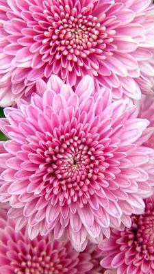 телефон обои Hq изображение цвета искусственные цветы Стоковое Изображение  - изображение насчитывающей сад, цветки: 219667537