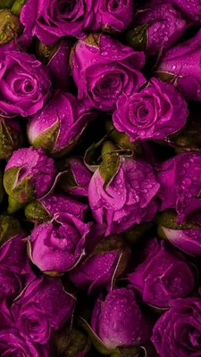 Pin de Татьяна Самуйлова en Обои для мобильных телефонов | Arte con flores,  Rosas púrpuras, Jardín de flores