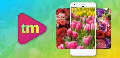 телефон наклеивает экран на розовые цветы белый цветочный фон. плоская  вертикальная Стоковое Изображение - изображение насчитывающей плоско, цветок:  252705917