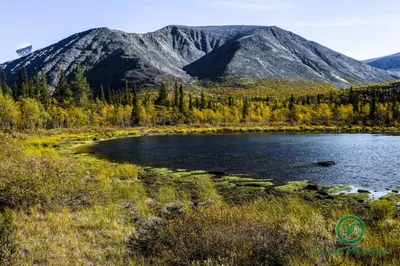 Тундра Северной Америки (57 фото) - 57 фото